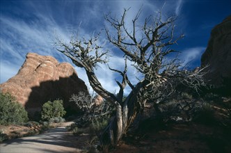USA, Utah, Arches National Park. Juniper Tree and gorge with dramatic cloud formation