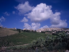 ITALY, Sicily, Trapani, Hill top village of Salemi. Young vines and prickly pear cactus in the