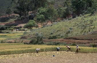 MADAGASCAR, Agriculture, Road to Antsirabe. Workers havesting rice with cattle grazing near