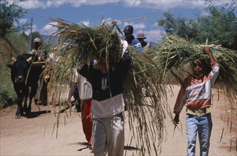 MADAGASCAR, Agriculture, Near Antsirabe. Rural workers returning from fields with zebu cattle and