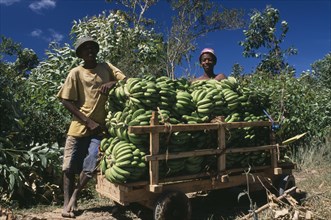 MADAGASCAR, Agriculture, Road to Ranomanfana. Two boys standing by their cart of freshly picked