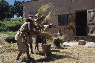 MADAGASCAR, Agriculture, Road to Ranomanfana. Village women thrashing wheat