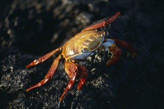 ECUADOR, Galapagos Islands, Red Sally Lightfoot Crab on the rocks on Bajas Beach on Santa Cruz