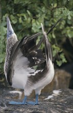 ECUADOR, Galapagos Islands, Close up of a Blue footed Booby performing the sky pointing ritual on