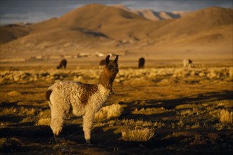 BOLIVIA, Animals, "Alpaca on the Altiplano, in between Uyuni an Potosi."