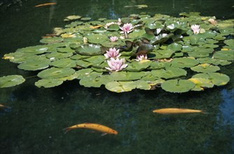 FISH, Koi Carp, Ornamental Koi Carp in flowering lilly pond