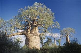 MADAGASCAR, Tulear,  Baobab Trees