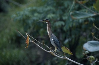 WEST INDIES, Tobago, Castara Bay, Green Backed Heron