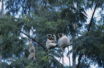 MADAGASCAR, Fort Dauphin, Nahampoana Nature Reserve. Sifaka Lemurs in tree