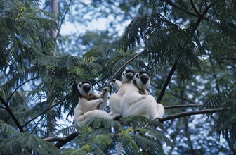 MADAGASCAR, Fort Dauphin, Nahampoana Nature Reserve. Three Sifaka Lemurs in tree