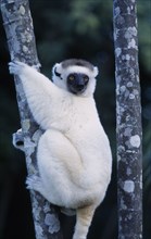 MADAGASCAR, Fort Dauphin, Nahampoana Nature Reserve. Sifaka Lemur holding on to tree stem
