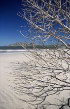 MADAGASCAR, Fort Dauphin, Lokaro, View through leafless tree branches towards sandy beach and sea