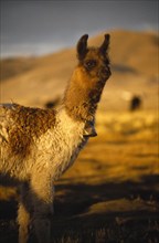 BOLIVIA, Animals, "A single Alpaca with a bell around it’s neck, on the Altiplano, in between Uyuni