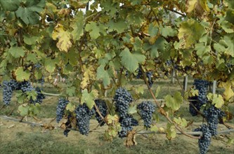 ITALY, Food and Drink, Ripe black grapes on vines growing in Italian Lakes area.