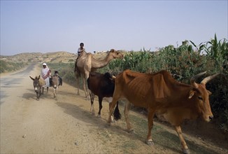 ERITREA, Seraye Province, "Children on road with donkeys, camel and cattle.  Livestock is very