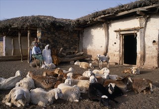 ERITREA, Seraye Province, Sheep farmer and family outside remote village home with small flock in