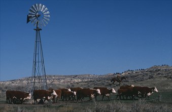 USA, Wyoming, Cattle drive.  Cowboy on horse herding cattle past windmill.