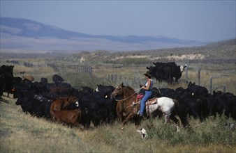 USA, Montana, Park County, Cowgirl driving cattle by Highway 89 in South Montana.
