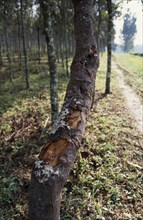CONGO, Kivu Region, "Cinchona tree plantation, source of Quinine for German drug company Pharmakina