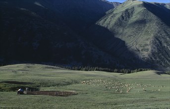 KIRGHIZSTAN, Tyan Shan, Livestock grazing on the lush grass on the mountain range.