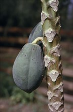 NIGERIA, Sapele, Growing paw paw fruit (Carica papapaya).