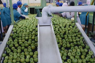 SOUTH AFRICA, Western Cape, Elgin, Two a Day apple sorting plant.