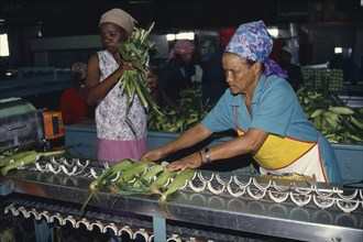 SOUTH AFRICA, Western Cape, Industry, Women packing sweetcorn at Mooiberg fruit and vegetable farm