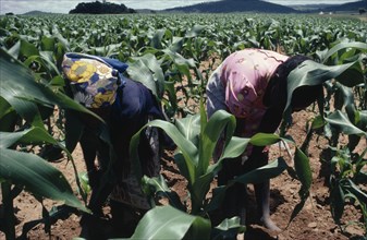 ZIMBABWE, Ghinamdra, Female workers tending maize crop on Tribal Trust Land (changed to Communal