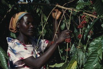 UGANDA, Budongo Village, Woman picking coffee.
