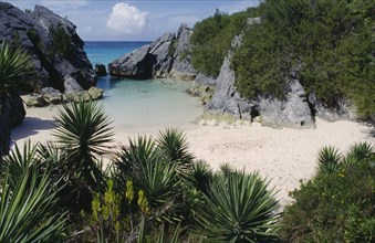 BERMUDA, Jobsons Cove, View across palm plants and green vegetation towards secluded sandy cove and