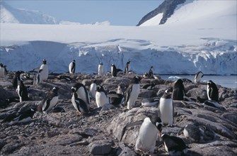 ANTARCTICA, Peninsula region, Goudier Island, Port Lockroy. A large group of Gentoo Penguins on