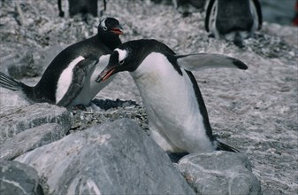ANTARCTICA, Birds, Penguins, Gentoo Penguins in a peeble nest