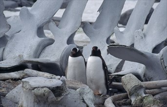 ANTARCTICA, Peninsula Region, Goudier Island, Port Lockroy. Two Gentoo Penguins with a large whale