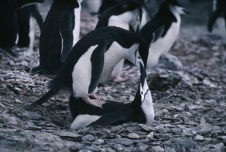 ANTARCTICA, Livinston Island, Chinstrap Penguins matting