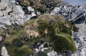 ANTARCTICA, Curverille Island, Grass and moss growing on rocks