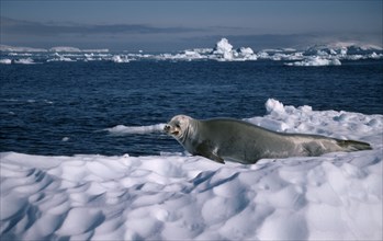 ANTARCTICA, Curverville Island, Seal lying on ice