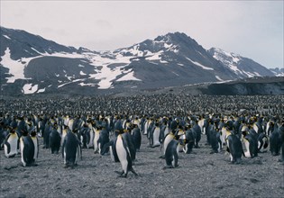 ANTARCTICA, South Georgia, St Andrews Bay, A colony of King Penguins