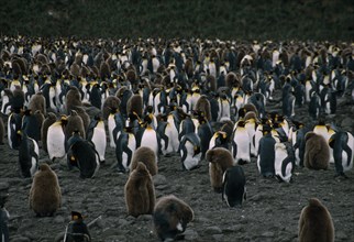 ANTARCTICA, South Georgia, Bay of Isles, A colony of King Penguins