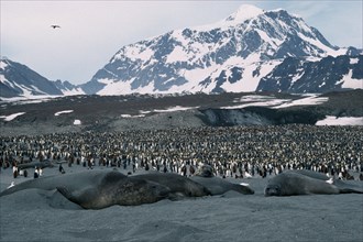 ANTARCTICA, South Georgia, St Andrews Bay, Elephant Seals with a colony of King Penguins and snow