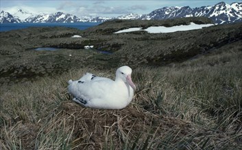 ANTARCTICA, South Georgia, Albatross Island, Albatross sitting on grass