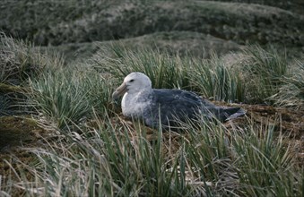 ANTARCTICA, South Georgia, Albatross Island, Petrel bird sitting on grass