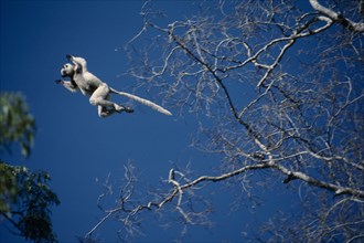 MADAGASCAR, Berenty Reserve, Verreaux’s Sifaka part of  the Lemur family leaping from one tree to