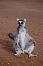 MADAGASCAR, Berenty Reserve, Ring tailed Lemur sat on ground