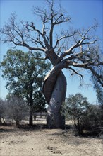MADAGASCAR,  Trees, Baobab, Baobab amoreux tree. Near Morondava.