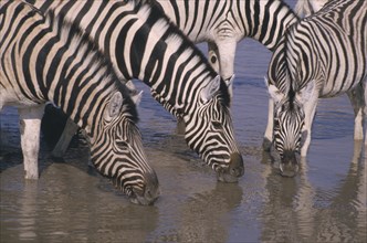 NAMIBIA, Etosha National Park, Namutoni, Zebra drinking at waterhole.