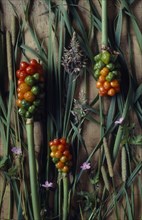 ENGLAND, West Sussex, Woodmancote, Floral still life with Cuckoo Pint (Arum maculatum) on assorted