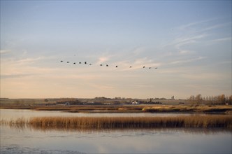 CANADA, Alberta, Picture Butte Lake, "Canada geese flying over lake and reed bed in soft, warm