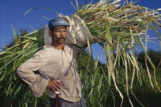 DOMINICAN REPUBLIC, Agriculture, Portrait of cane cutter carrying bundle of harvested sugar cane