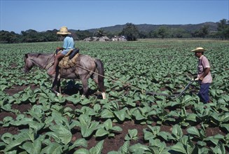 DOMINICAN REPUBLIC, Agriculture, Man using horse ridden by child to plough furrow through crop on