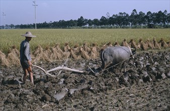 CHINA, Agriculture, Farmer ploughing rice field with bullock.